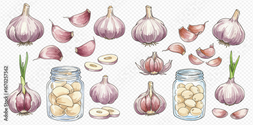 Watercolor illustration of garlic bulbs, cloves, and slices, some stored in glass jars, against a transparent background.
