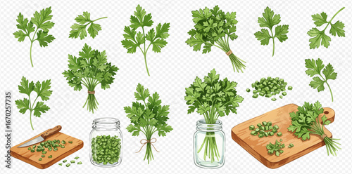 Illustration of fresh parsley: whole sprigs, bunches, chopped on a board, and preserved in jars.