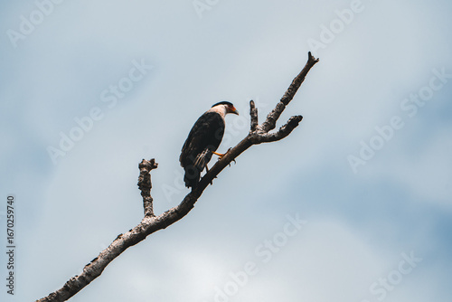 Costa Rica, Various