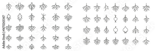 Various root structures displayed in a detailed grid showcasing plant biology concepts and diversity