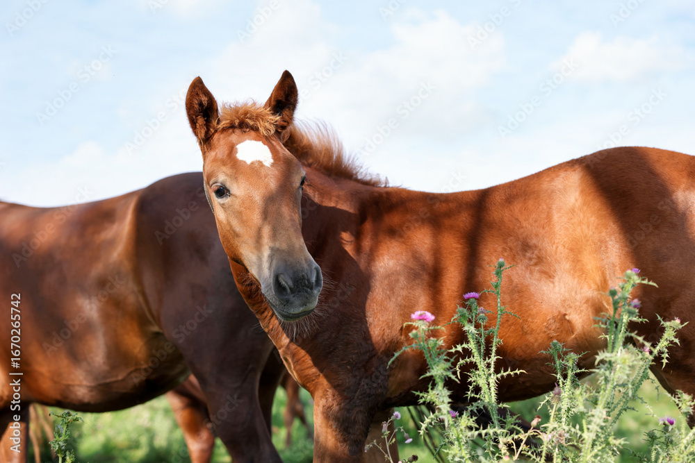 Fototapeta premium Beautiful horses grazing in meadow on sunny day