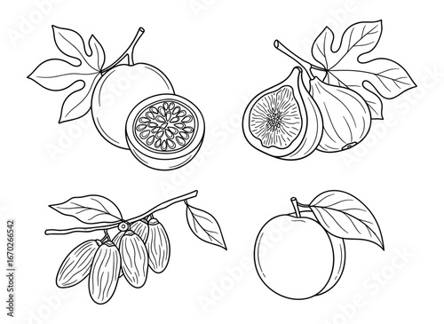 Set of Passion Fruit, Figs, Dates and Orange Vector Illustration in Black and White Line Art Style, Fresh Fruits Isolated on White Background