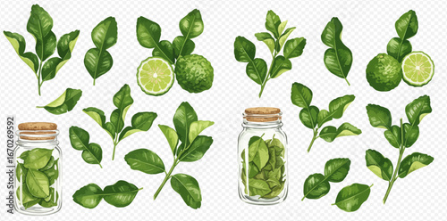 Illustration of kaffir lime leaves and fruit, some stored in glass jars with wooden lids.