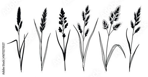 Silhouetted Grass Plumes Botanical Illustration, Set of Wild Grasses, Black Isolated Vector Illustration