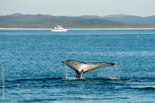 Humpback whale breaching in open ocean.