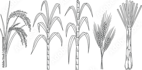 Various Cereal Crops in a Row, Rice, Sugar Cane, Wheat, Lemon Grass Plants, Detailed Outlines, Isolated on White Background, Vector Illustration