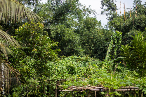 Lush green foliage and trees in a dense jungle setting