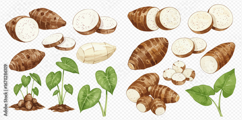 Watercolor illustration of taro roots, sliced taro, taro sprouts, and taro leaves on a transparent background.