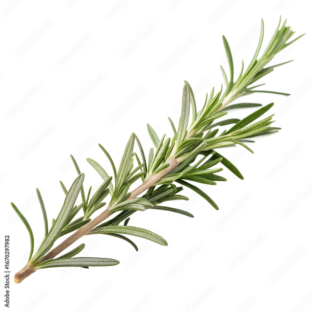 Fototapeta premium Aromatic rosemary branch isolated on transparent background, perfect for adding a fresh, herbal flavor to any dish