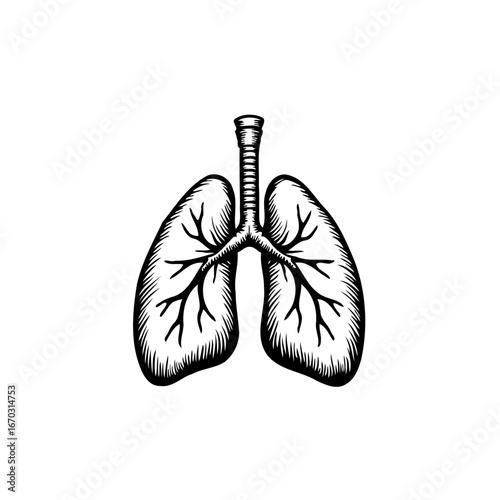 Artistic representation of human lungs in black and white drawing capturing respiratory organ