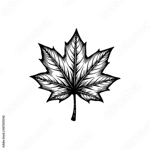 Detailed maple leaf drawing showcases natural botanical illustration design and black and white
