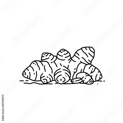 Jerusalem artichoke tubers depicted in a simplified line style. Editable SVG