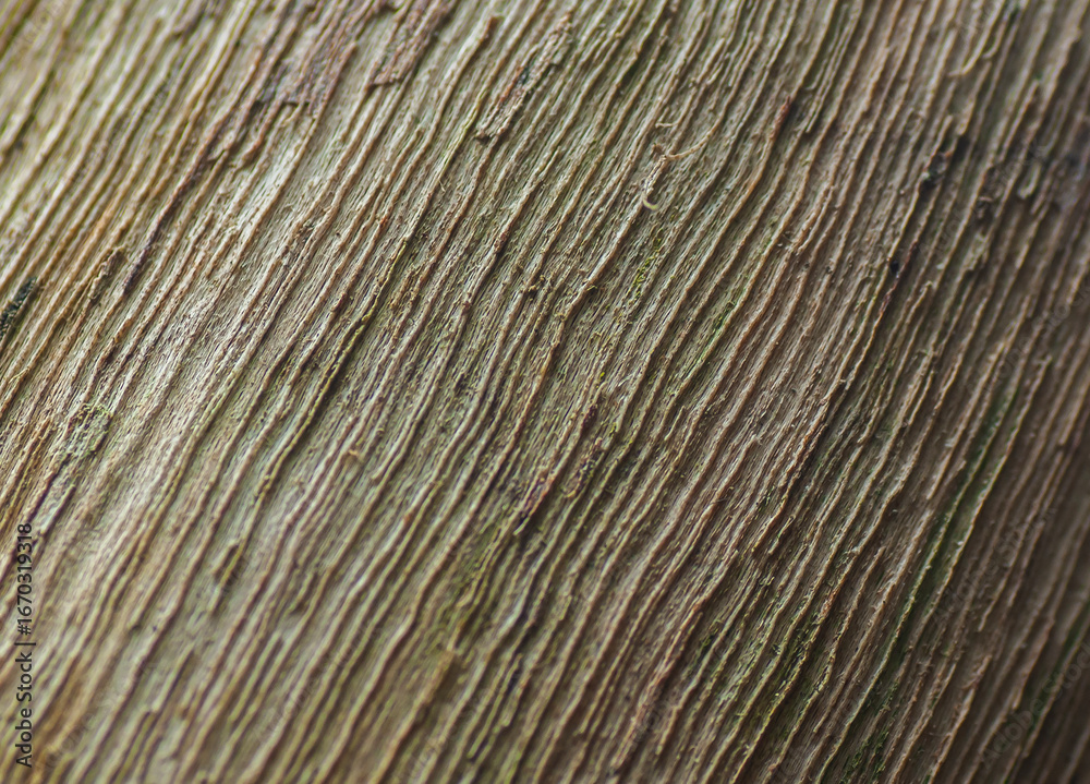 Fototapeta premium Abstract texture background of tree bark. Macro detail showing the deep and natural diagonal line pattern on a tree trunk