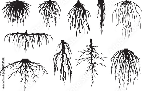 Tree roots silhouettes isolated on white, vector set of taproot and fibrous root systems of various plants, realistic black roots illustrations
