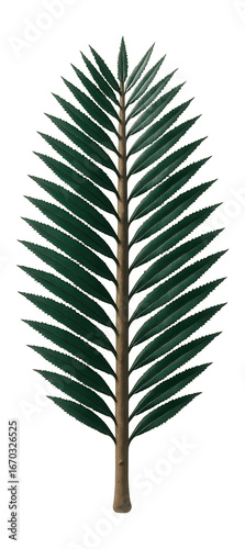 Ancient Cycad frond with stiff, pinnate leaves and spiny margins