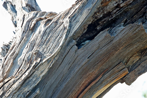 Canvas Print Monitor lizard in a hole in a tree