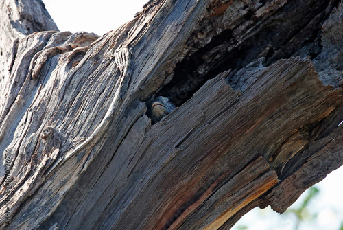 Photography Monitor lizard in a hole in a tree