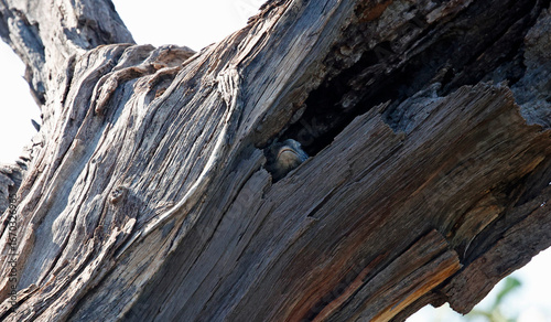 Photography Monitor lizard in a hole in a tree