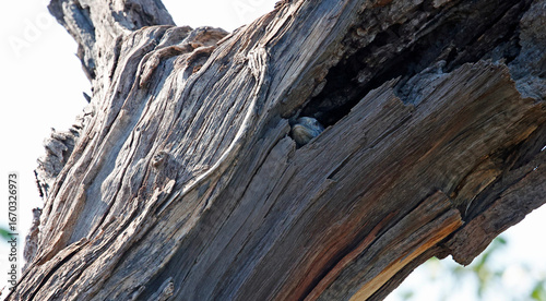 Photography Monitor lizard in a hole in a tree