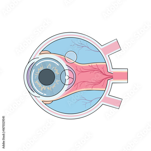 Eye anatomy diagram shows iris retina optic nerve lens cornea and other structures