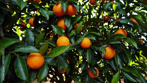 Orange tree branch laden with ripe fruits and lush green leaves basking in sunlight