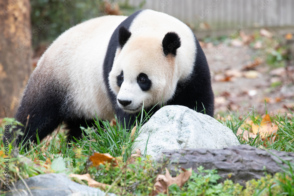 Fototapeta premium Close up Male Panda returned from USA, XiaoQiJi, China