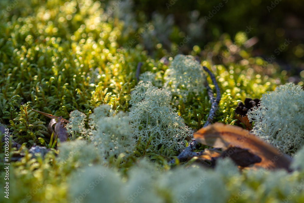 Fototapeta premium Sunlit Forest Floor Covered in Cladonia Lichen and Moss