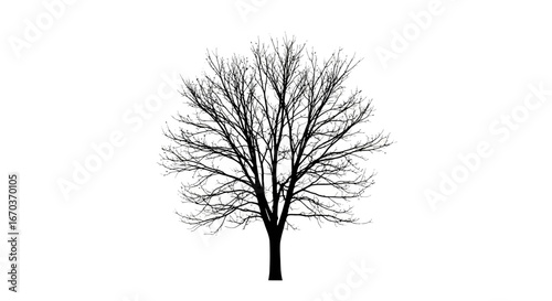 Black silhouette icon of a solitary leafless tree.