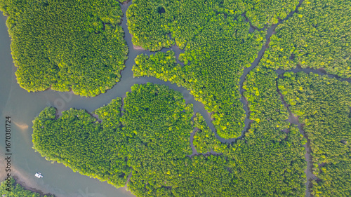 Photos Aerial view of mangrove forest and delta river with meandering canals cutting through