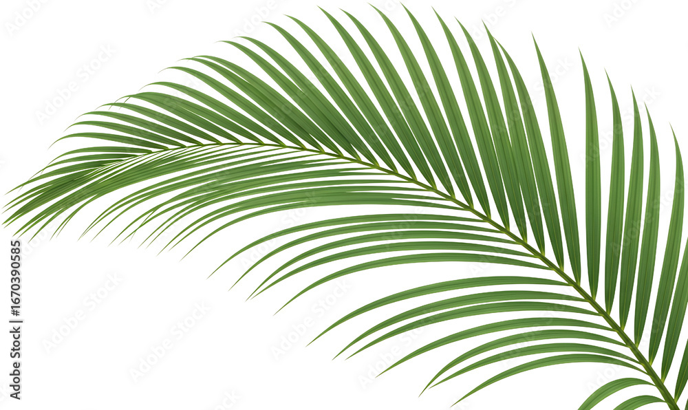 Fototapeta premium Vibrant Green Palm Frond With Delicate Leaves Isolated Transparent Background To Isolate Leaf Tropical Nature Transparent Background