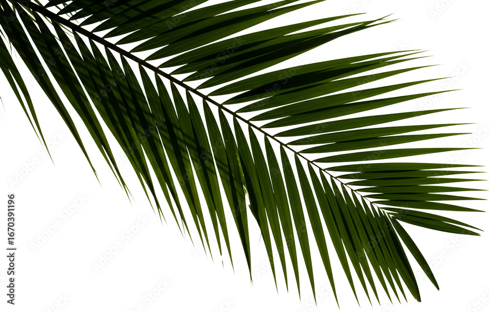 Fototapeta premium Detailed close up of a vibrant green palm leaf frond with fine feather like segments isolating Nature transparent background