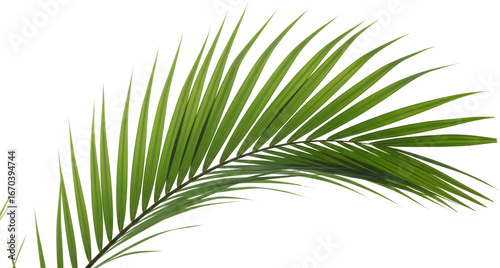 A detailed close up view of a vibrant green palm frond with many thin leaves and visible veins leaf tropical transparent background