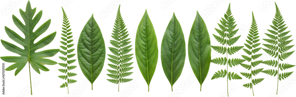 Obraz premium Assortment of green leaves including a palm like leaf and fern fronds arranged linearly foliage plant transparent background