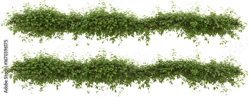 Lush green vines with abundant leaves cascade gracefully creating a natural decorative border foliage transparent background