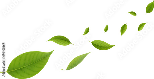 A collection of scattered green leaves flowing in a curved path isolate leaf nature plant tree fresh