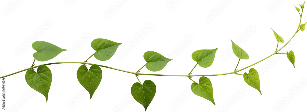 Obraz premium A Green Vine With Heart Shaped Leaves Curves Across A Transparent Background Isolate Plant Nature Foliage Leaf