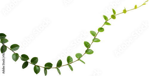 A Green Plant Vine With Oval Leaves Curves Across A Transparent Background Isolate Nature Botanical Growth