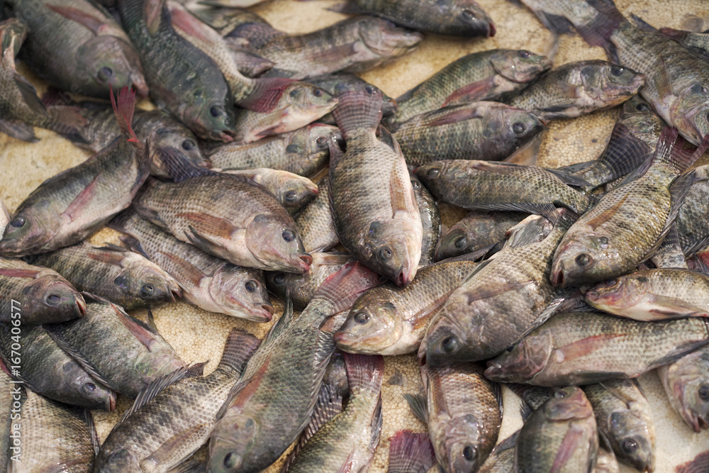 Obraz premium Fresh fish market display, Assorted raw fish on table, Catch of the day seafood, Pile of fish for sale stock photo.