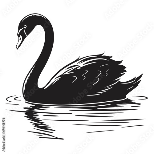 black swan vector illustration