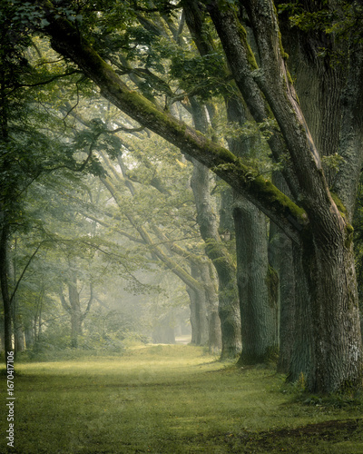 morning in the forest