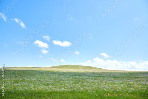 Canvas Print Vast green meadow under a bright blue sky with fluffy white clouds a gentle roll