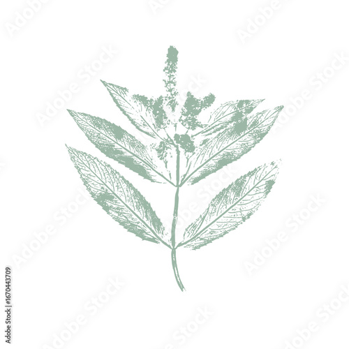 Mint Mentha Piperita imprint green stamp plant with inflorescence with flowers in bloom. Silhouette ink on white background.