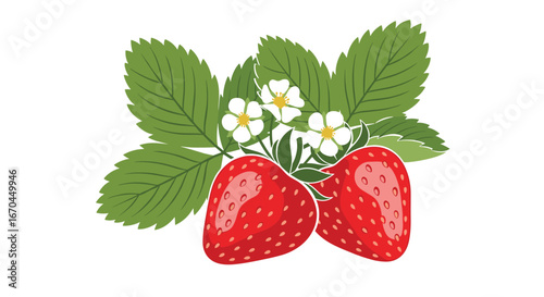 Vibrant red ripe strawberries with green leaves and small white blossoms fresh produce fruit