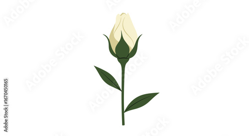A delicate white rose bud unfolding its petals slowly towards new beginnings