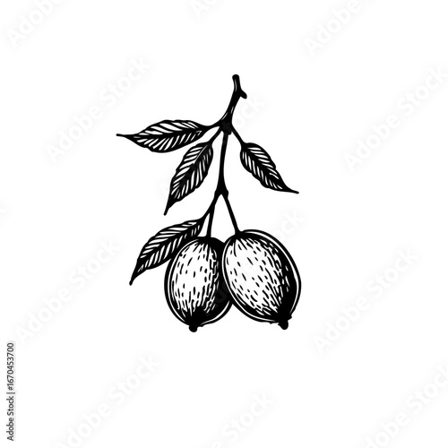 Detailed monochrome rendering of olives on a branch evokes organic simplicity and natural harmony