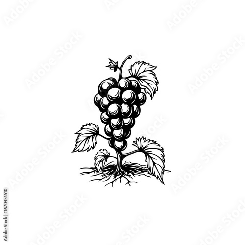 Exquisite grapevine illustration showcasing the beauty of nature's bounty and the art of cultivation