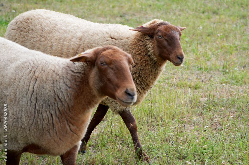 Fototapeta premium two brown sheep graze in a green pasture on a sunny day