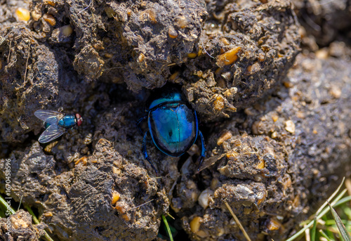 Bild auf Leinwand A spring dor beetle (Trypocopris vernalis) on a droppings