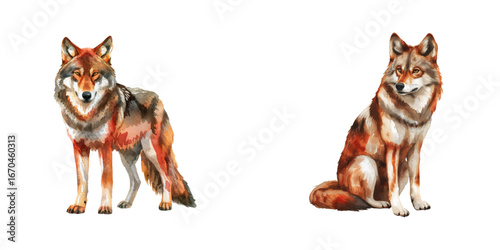 red wolf watercolor vector illustration
