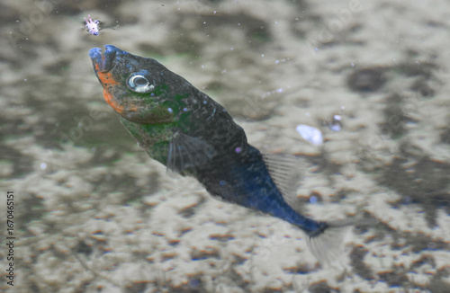 Obraz na plátne a three-spined stickleback (gasterosteus aculeatus) eats an insect in clear wate
